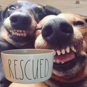 Rae Dunn Ceramic 6" RESCUED Bowl